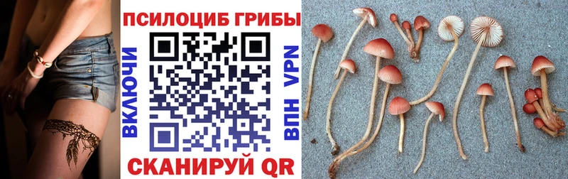 Псилоцибиновые грибы Psilocybe  OMG ССЫЛКА  Белёв 